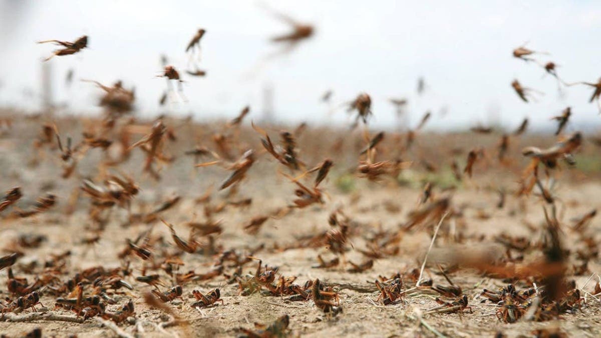 أسراب من الجراد تجتاح العاصمة نواكشوط