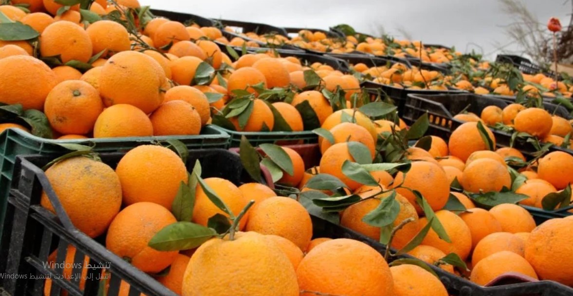 مع ارتفاع صادراته ب 38%: موريتانيا إحدى الدول المستوردة للبرتقال المغربي