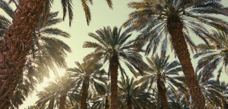 وزارة الزراعة: إنتاج آدرار من التمور بلغ 16 ألف طن هذا الموسم