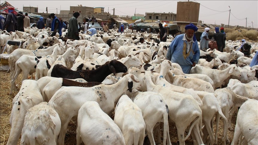 السنغال تعلن وصول نسبة استيراد الأغنام من موريتانيا 75%