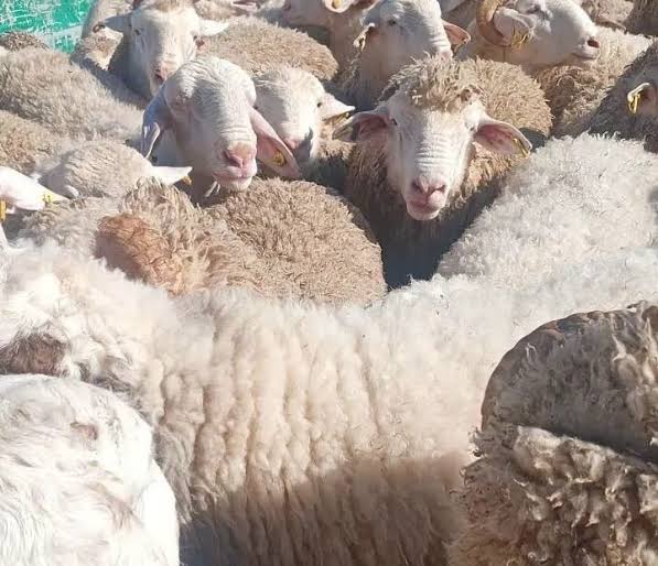 كازاخستان تستعد لتصدير الأغنام إلى الجزائر
