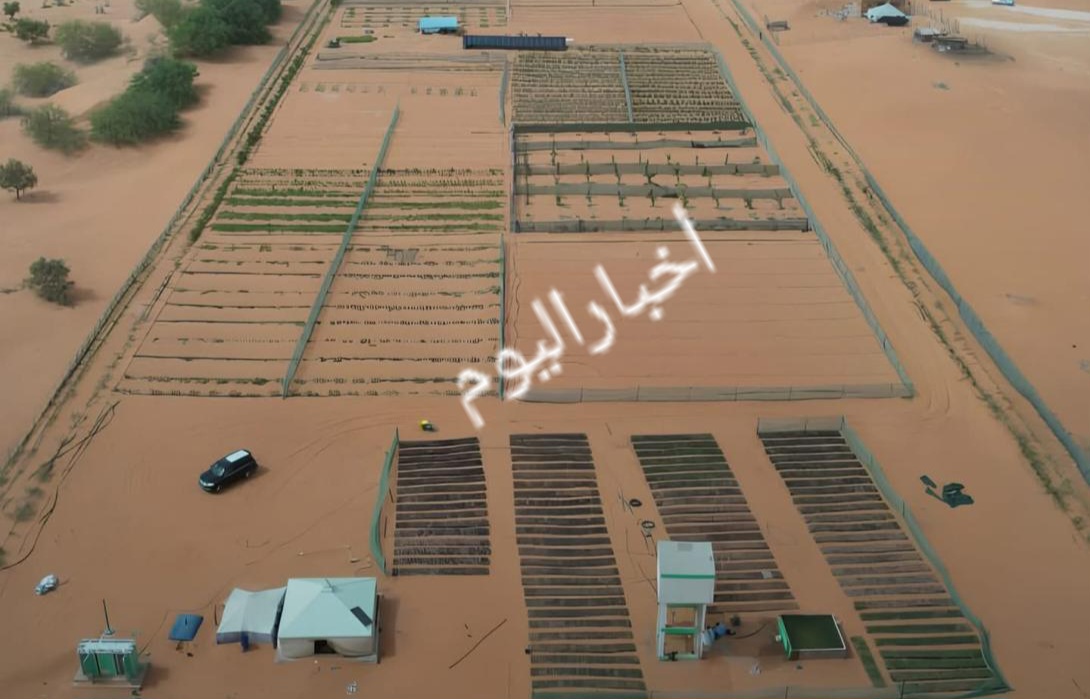 مشروع موريتاني صيني يرفع الغطاء النباتي من 3% إلى 22%